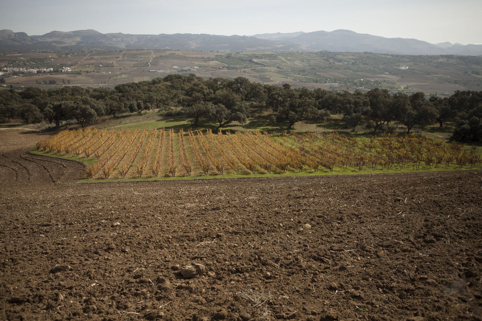 Ana Castro, directora técnica de la bodega, catando uno de los vinos de las barricas