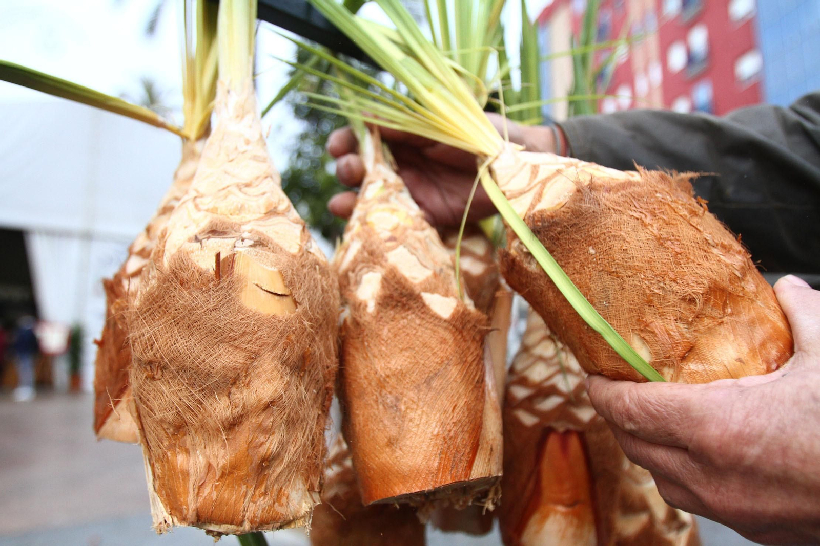 ¿Cómo comer los "palmitos" de San Sebastián? Descubre estas tres recetas