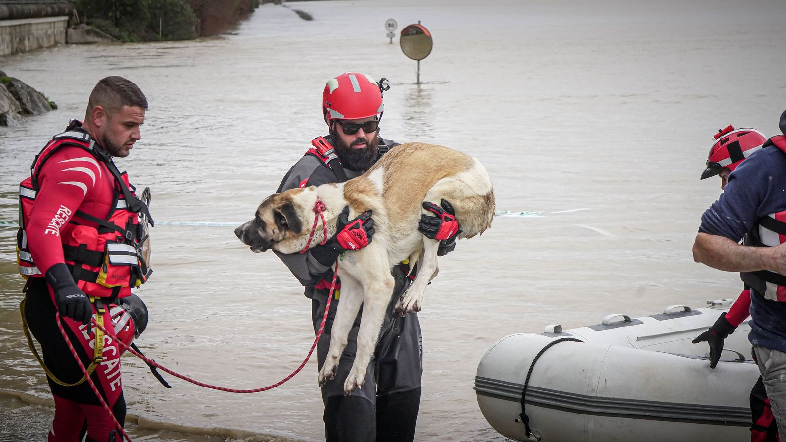 Una perra es rescatada por miembros de la Cruz Roja.