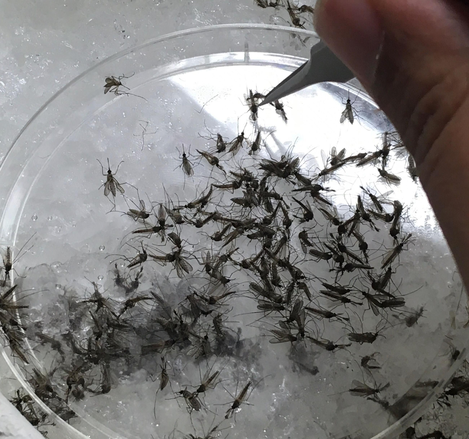 Mosquito Culex perexiguus, principal vector del virus del Nilo occidental.