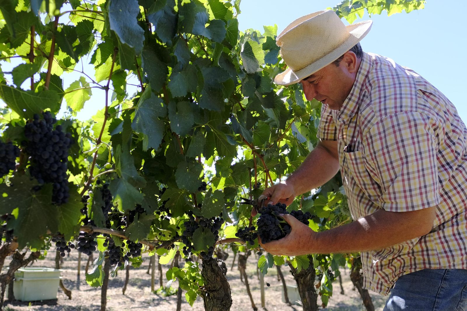 Vendimia en la Serranía de Ronda, en fotos