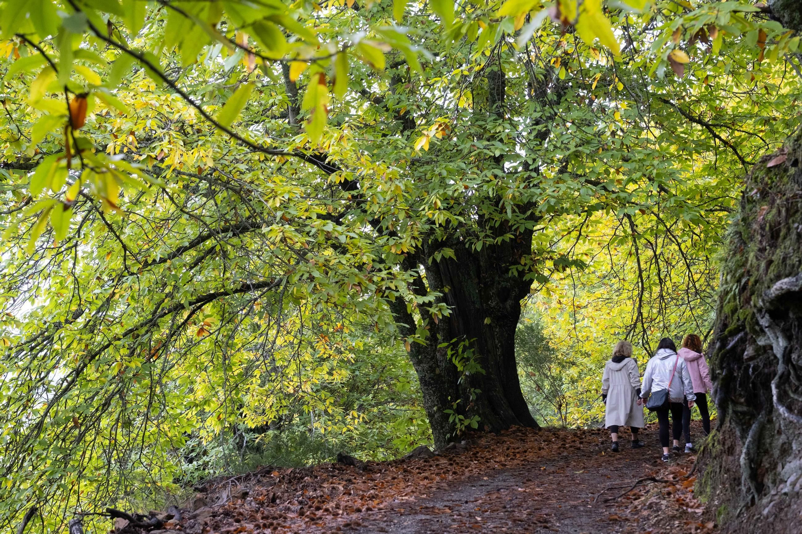 El Bosque de Cobre del Valle del Genal, en fotos
