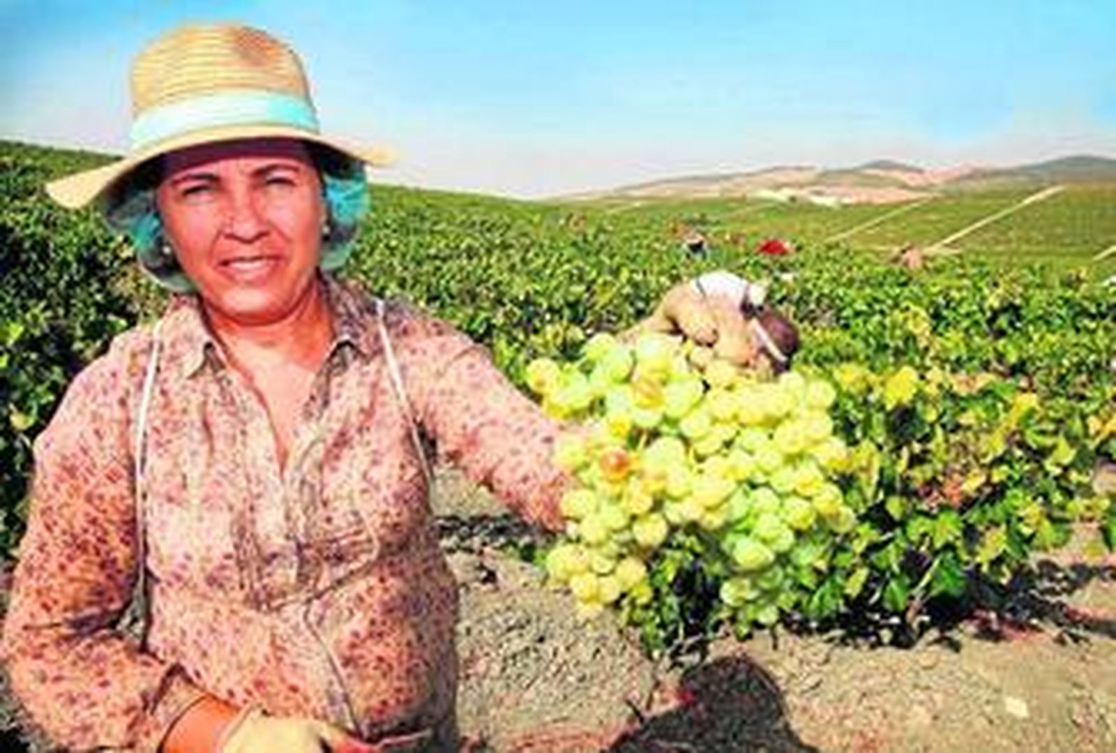 Una vendimiadora muestra ayer un racimo de uva palomino.