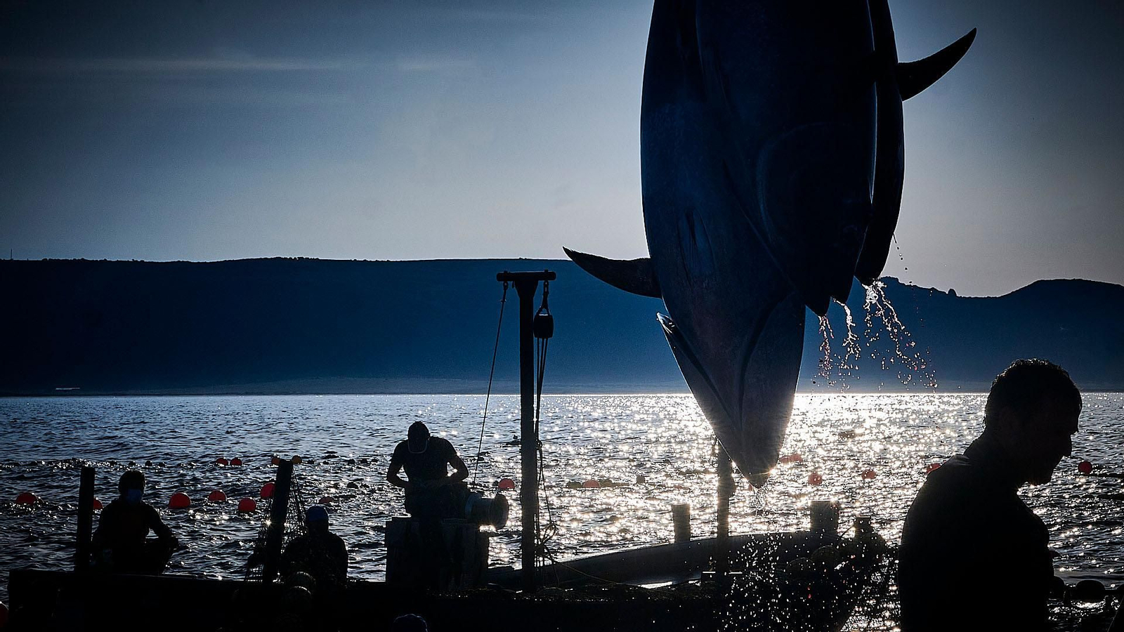 Izado de ejemplares al barco nodriza de transporte.
