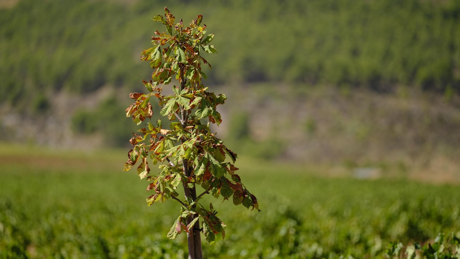 La vendimia en la Bodega Cortijo del Cura de Laujar, en imágenes
