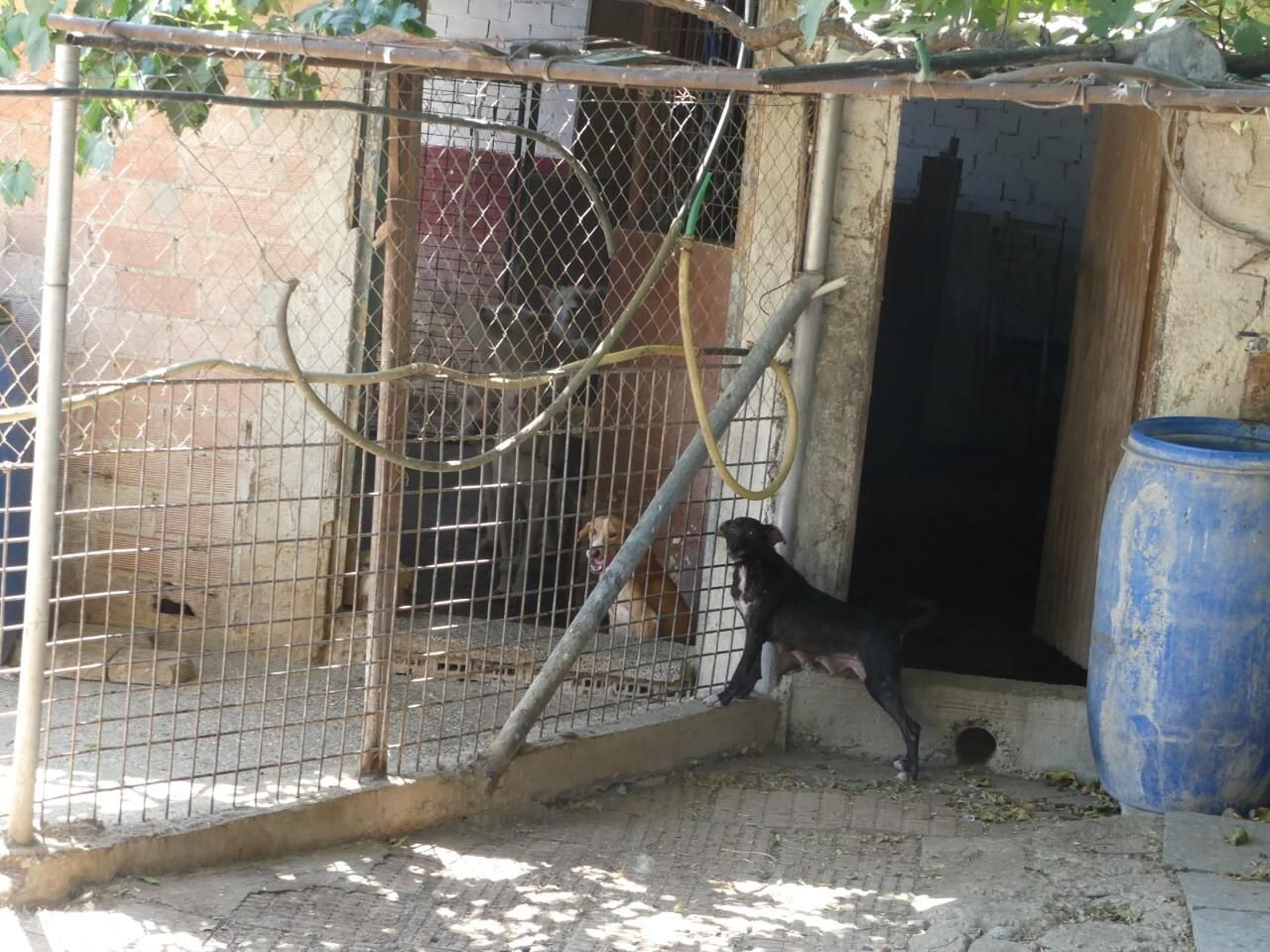 Galgos en las chabolas donde viven. Galgos en las chabolas donde viven.