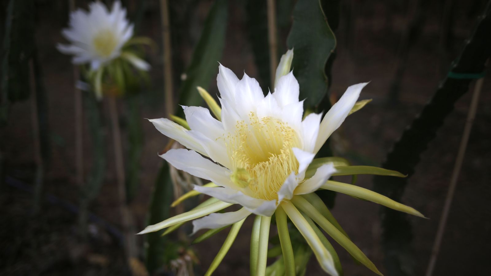 La flor de la pitaya tiene dura 24 horas y tiene que ser politizada a mano en ese tiempo
