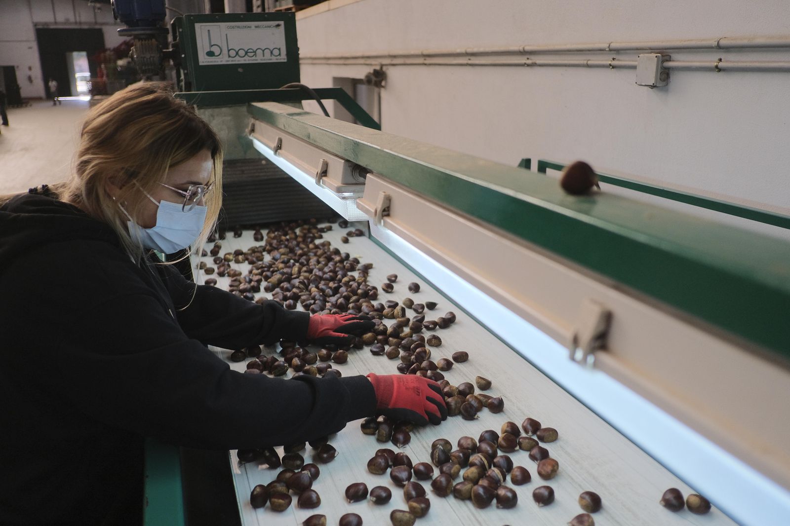 Cuadrillas en la recogida de castañas en el Valle del Genal