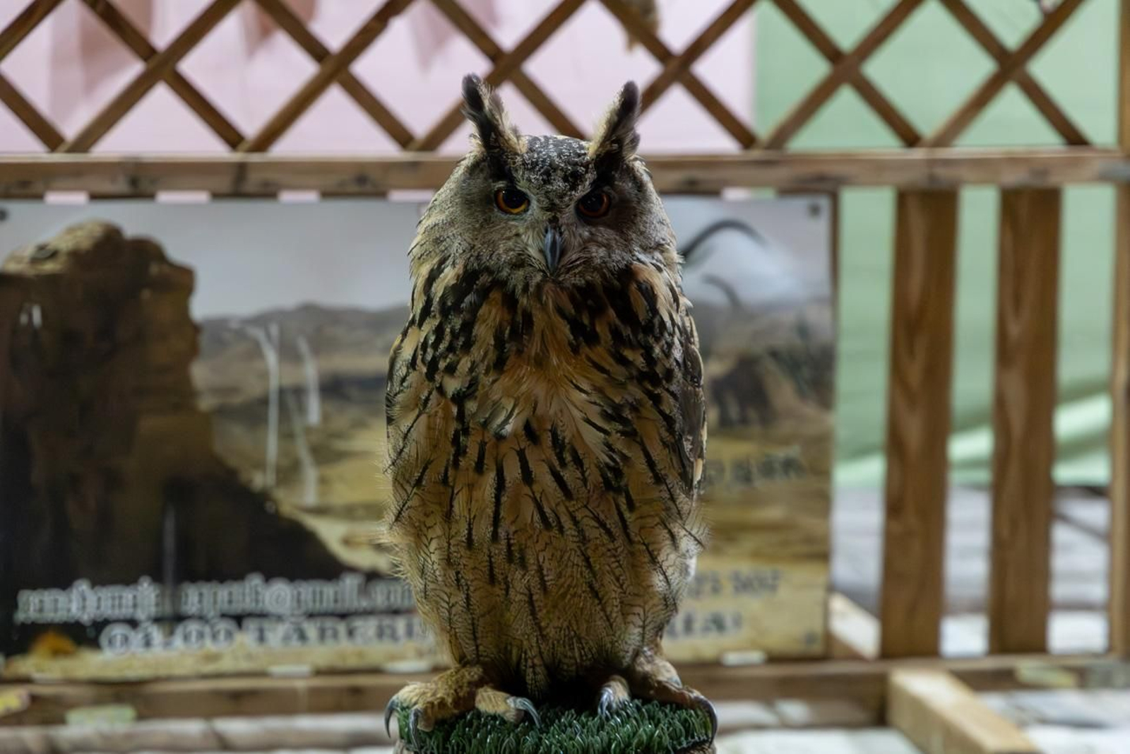 Fiestas Calatravas de Alcaudete