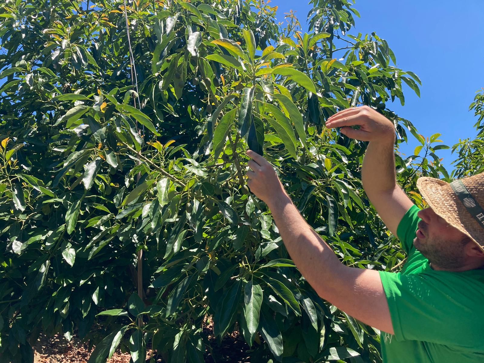 Cultivos en verano en los que se emplea la tecnología de Ecoculture