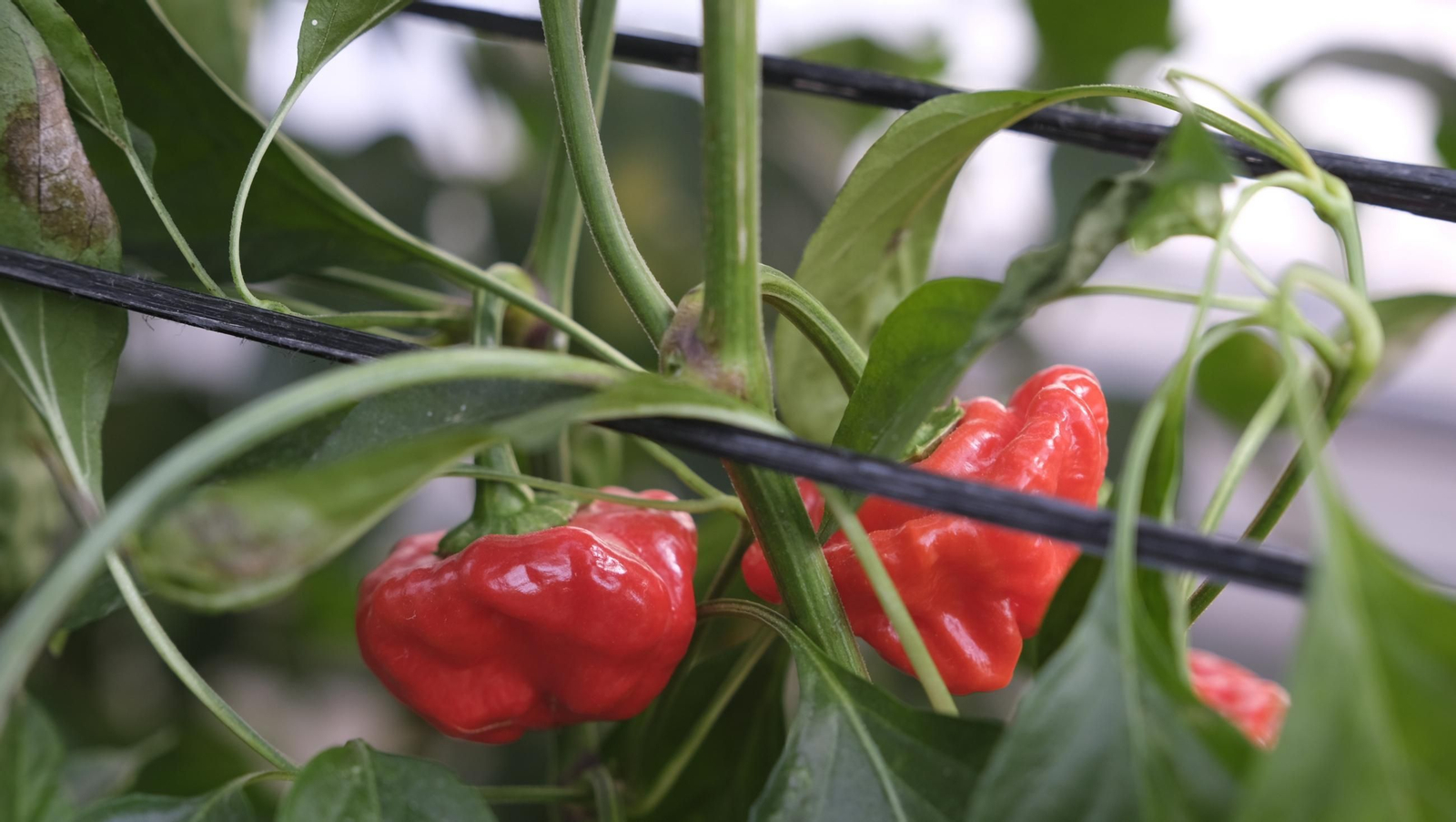 50 años de la Estación Experimental Cajamar-Las Palmerillas, en fotos