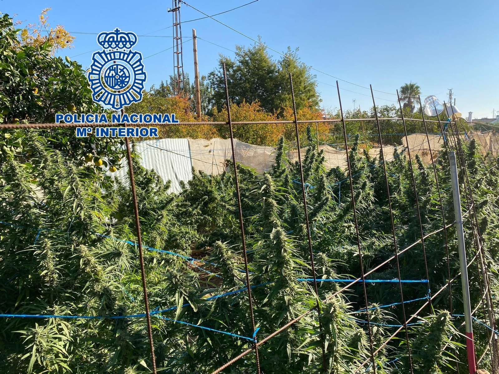 Marihuana incautada por la Policía Nacional en Córdoba.