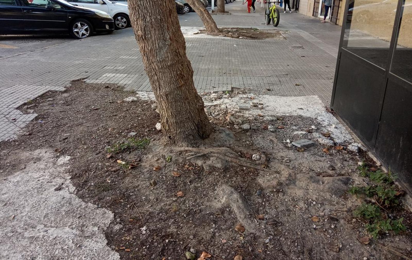 Una imagen de las raíces de uno de los árboles de la zona.