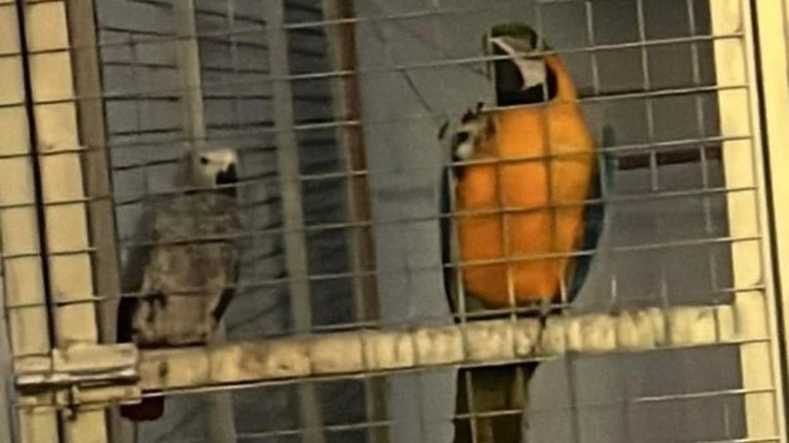 El guacamayo desaparecido, a la derecha.