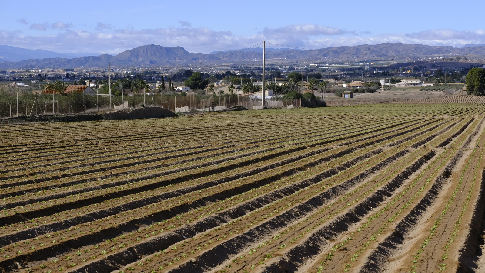El abandono de cítricos en Huércal Overa, en imágenes