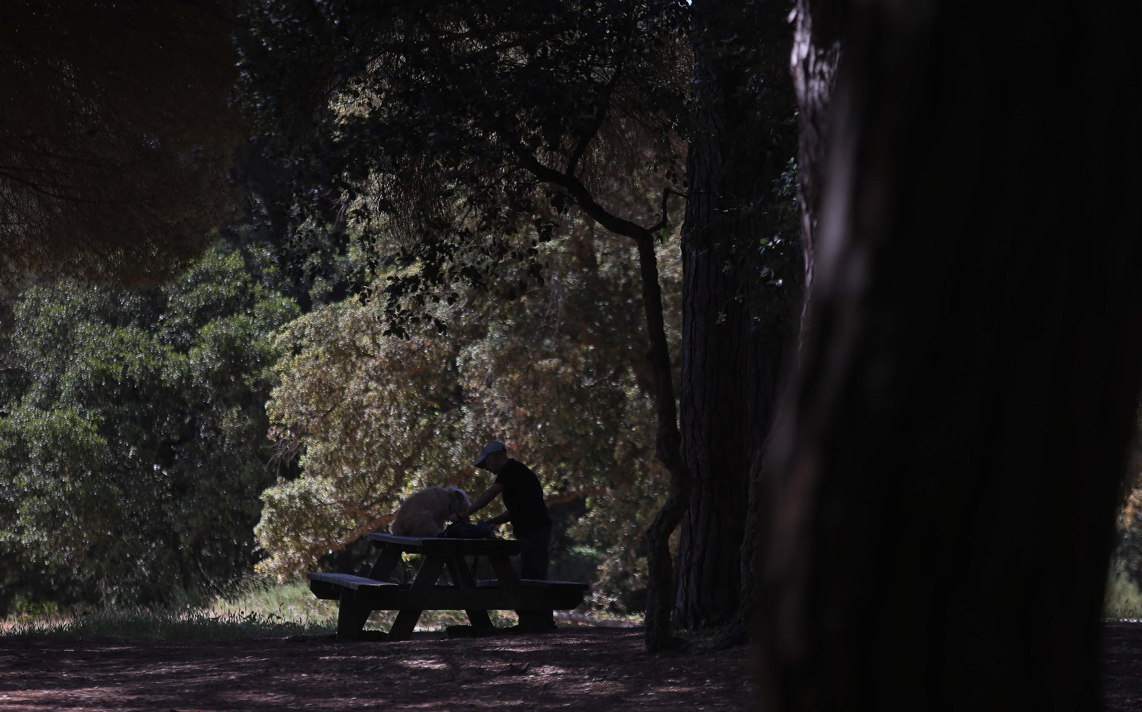 El Pinar del Rey de San Roque, en imágenes