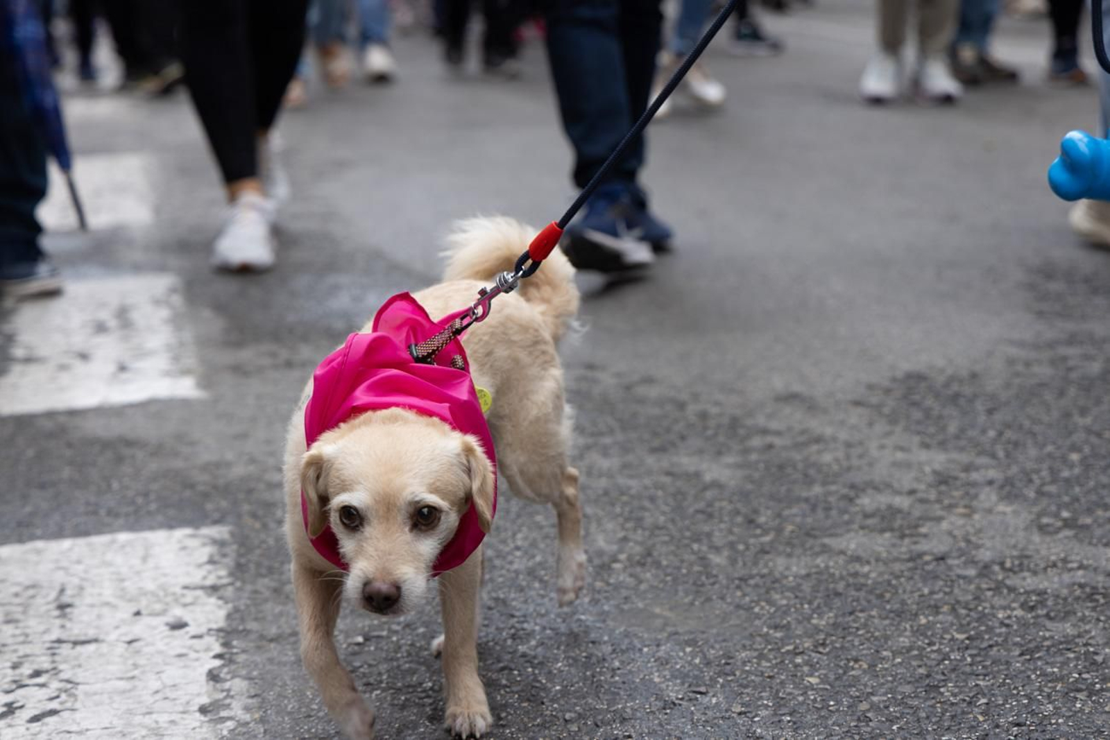 Jaén se viste de rosa con una marcha reivindicativa contra el cáncer de mama