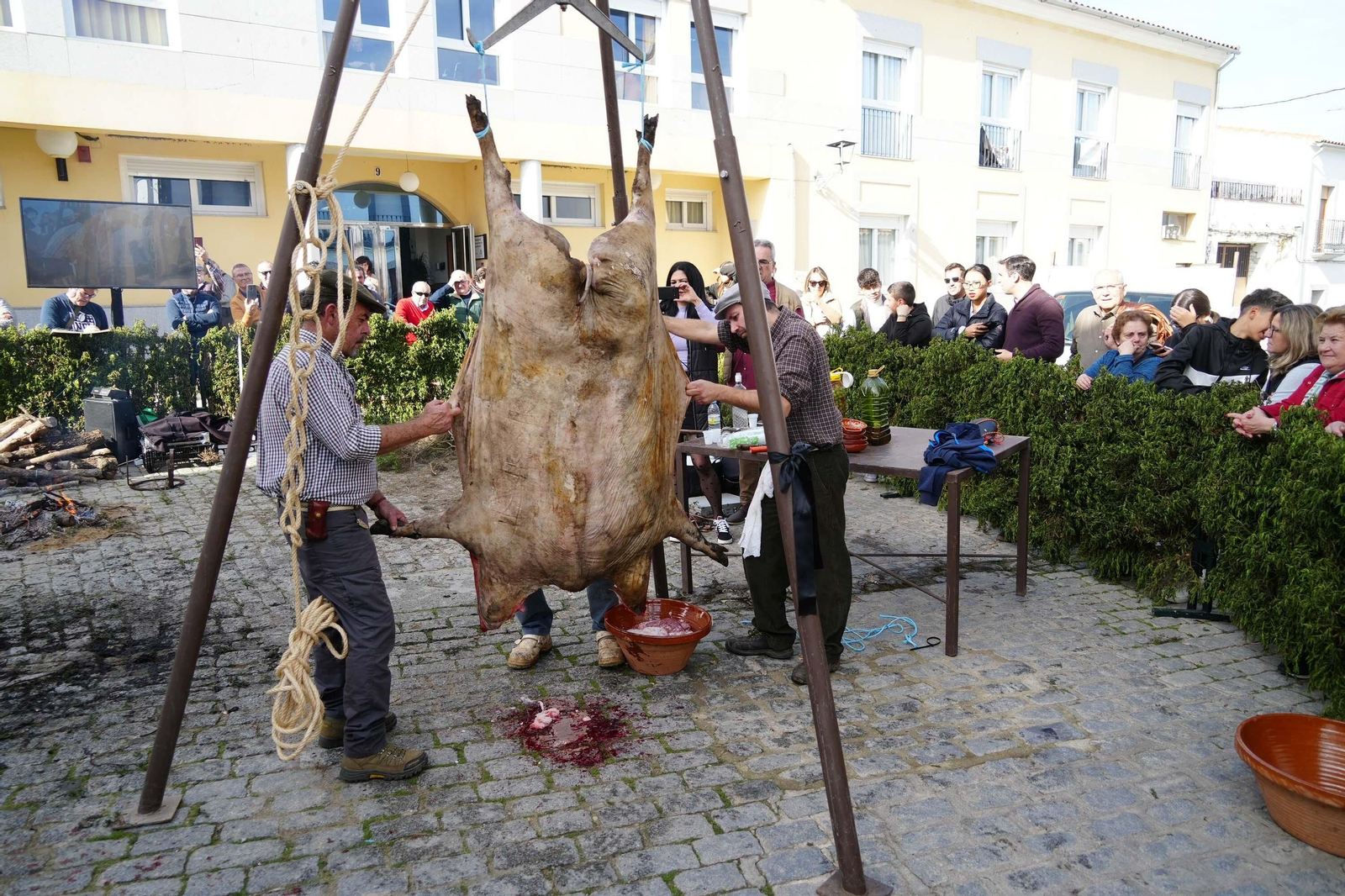 Alcaracejos celebra su Fiesta de la Matanza, en imágenes
