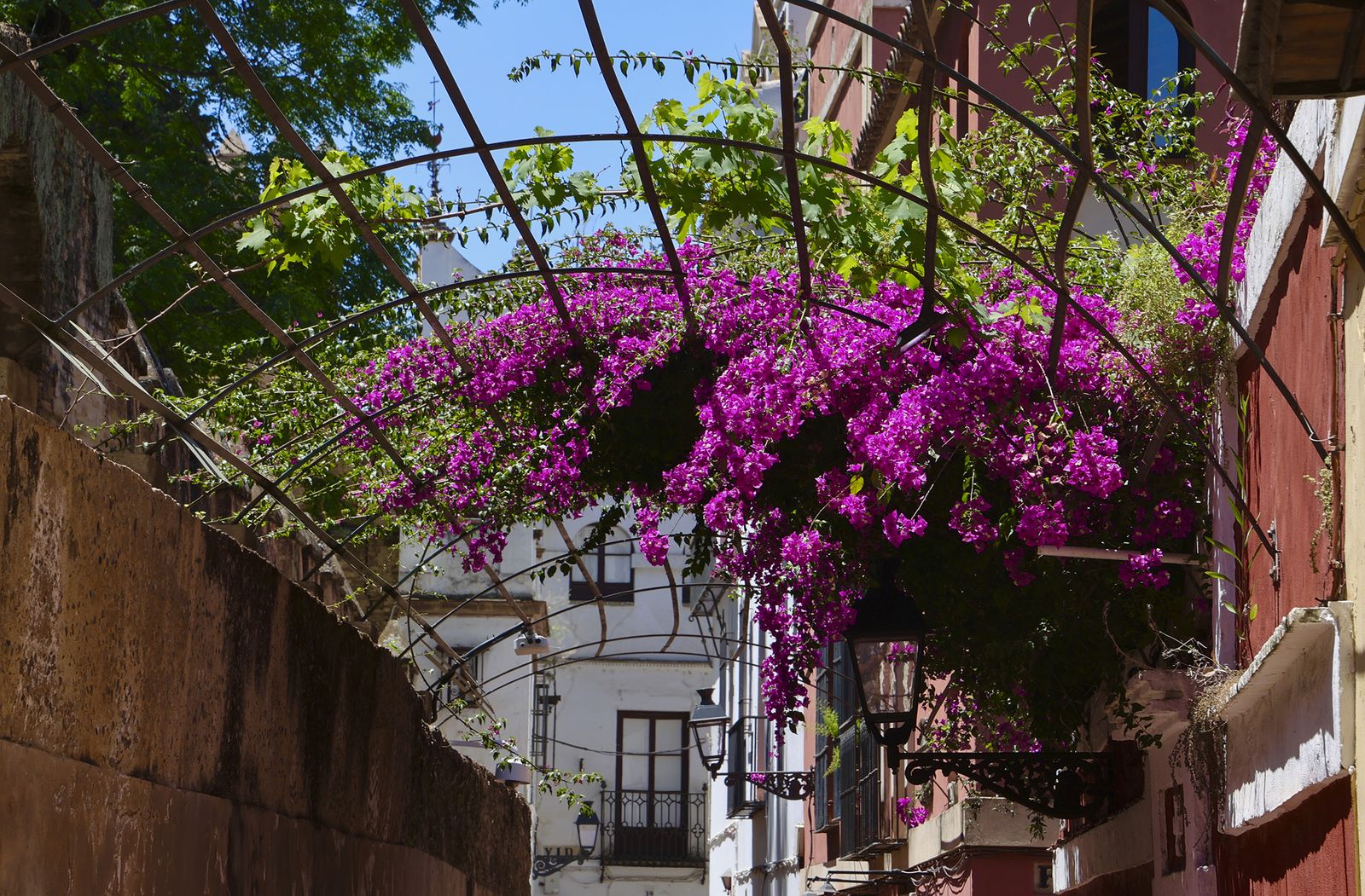 La buganvilla, la otra flor de Sevilla