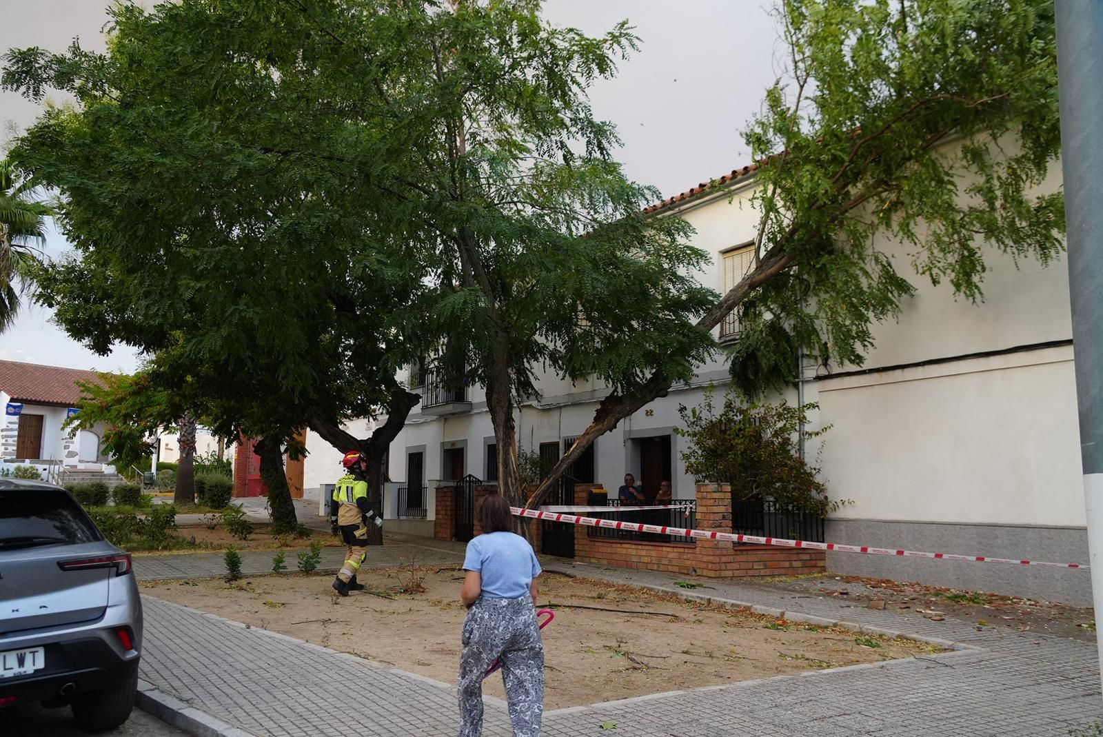 Un árbol cae sobre una fachada en Pozoblanco.