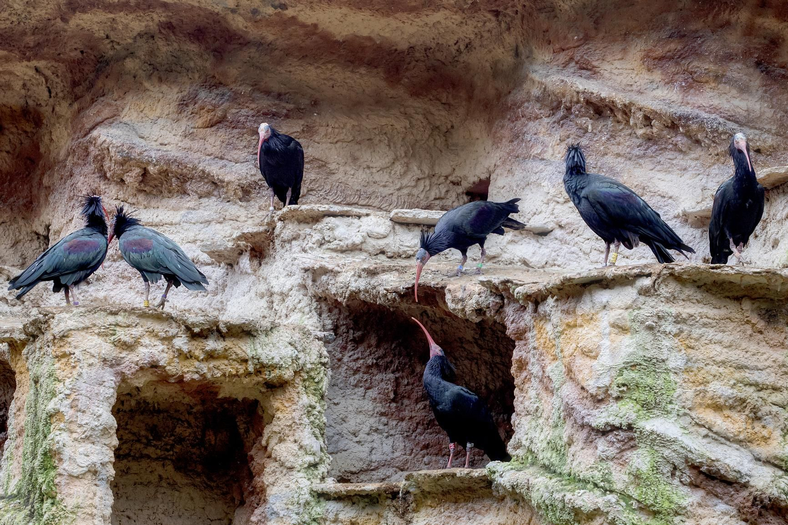 Varios ibis eremitas en el zoo de Jerez