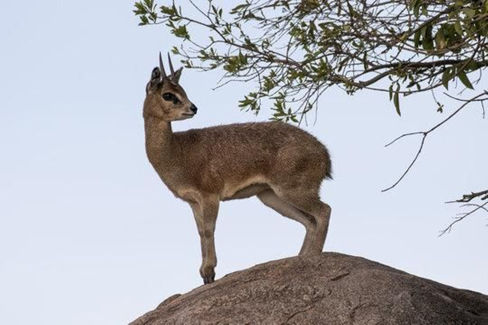 Muere el único saltarrocas de Europa y uno de los animales "más queridos" de un zoológico español