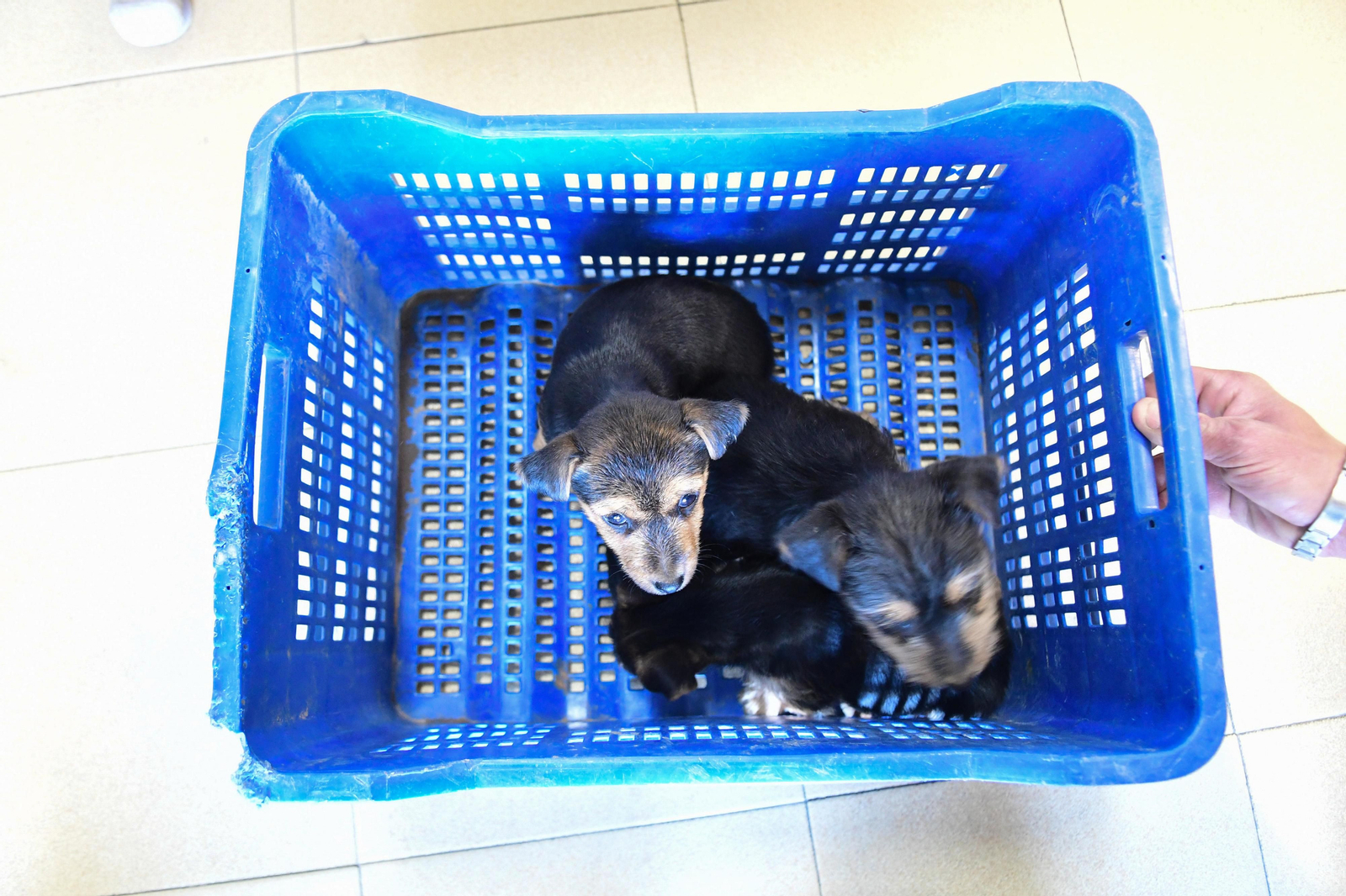 Mascotas que esperan dueño en las perreras de Sadeco