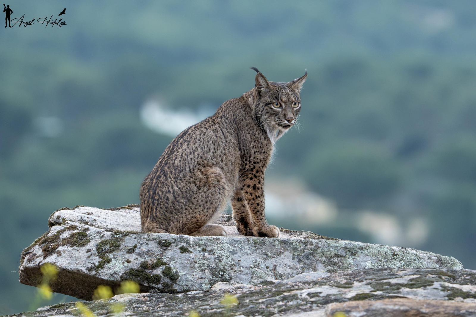 Ángel Hidalgo, el fotógrafo que inmortalizó al lince blanco Satureja: