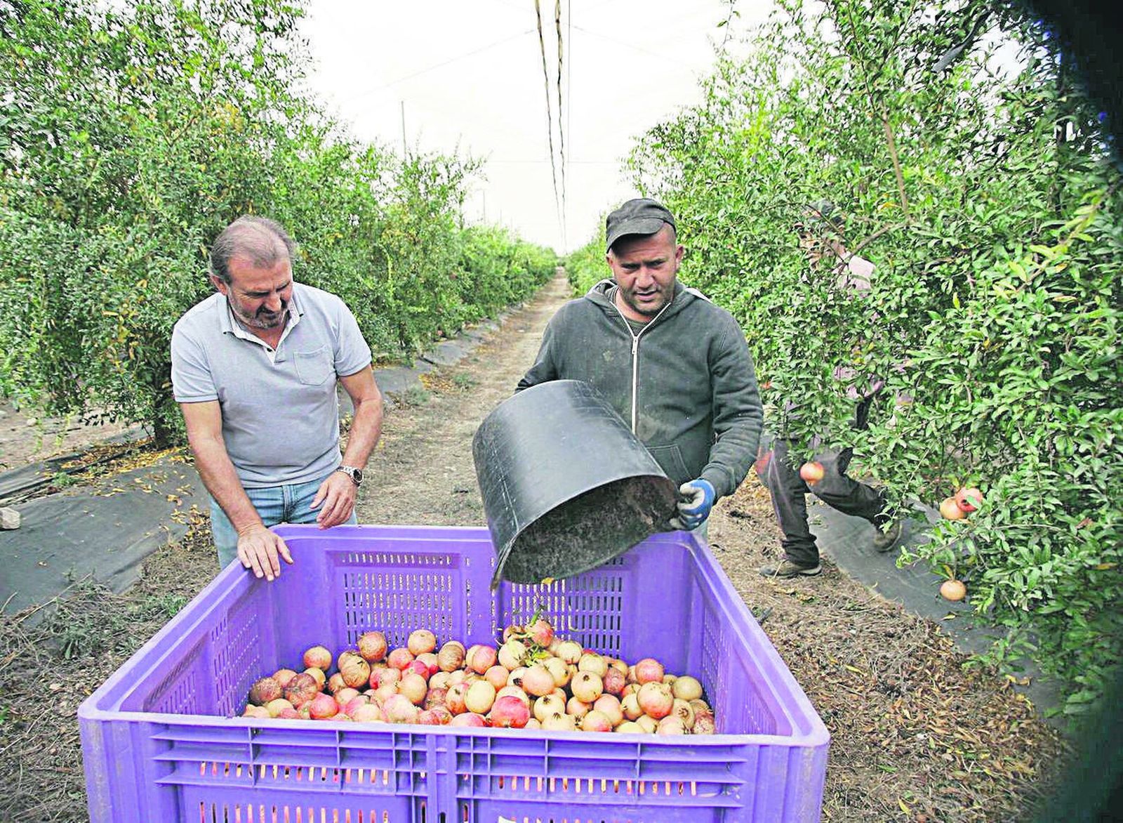Agricultores en Almería.