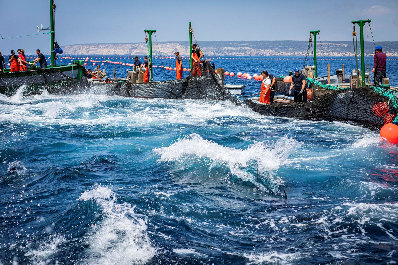 Levantá de atunes en la almadraba de Barbate, en una imagen de archivo.