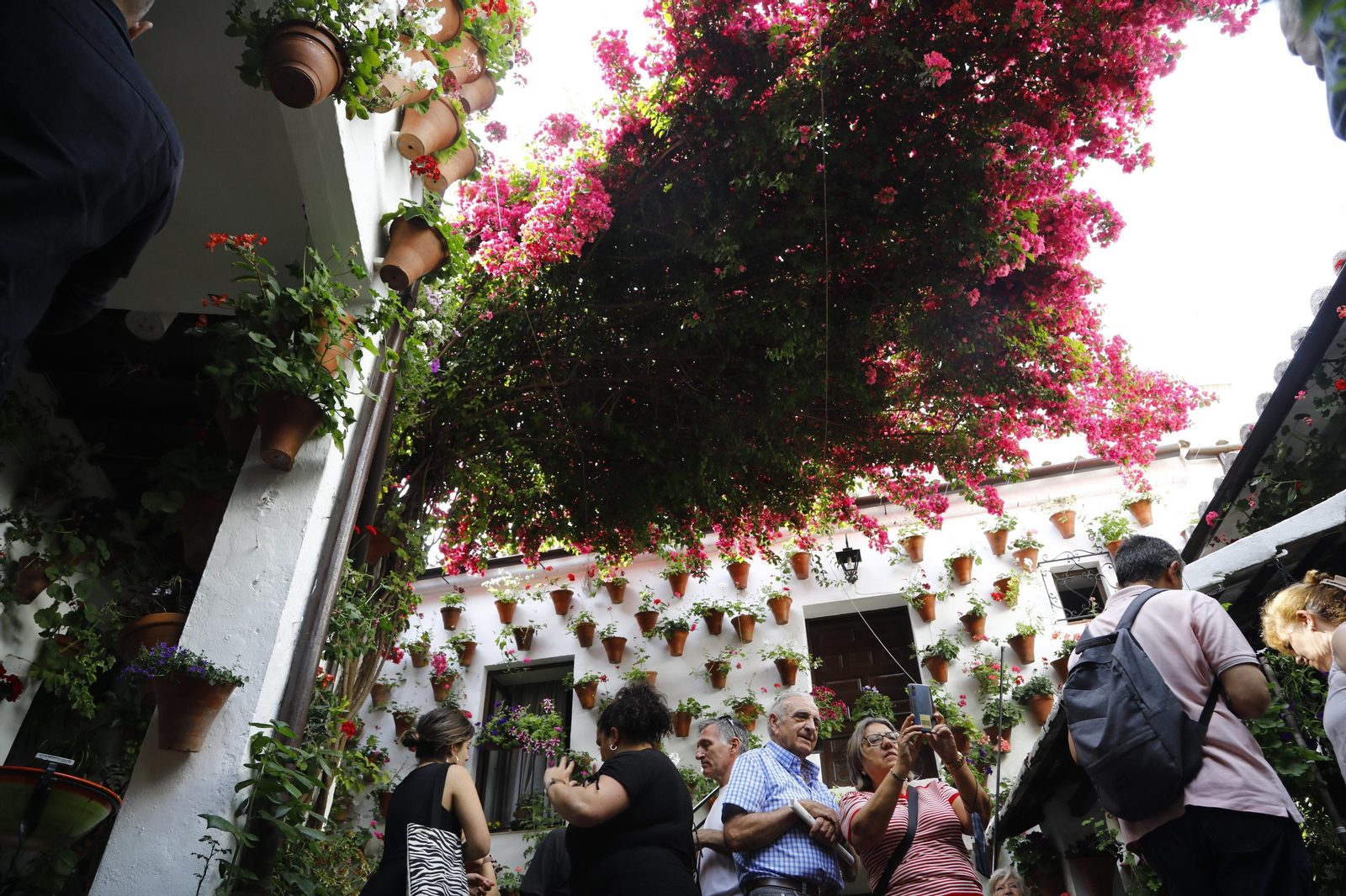 El primer día de Patios en Córdoba, en imágenes