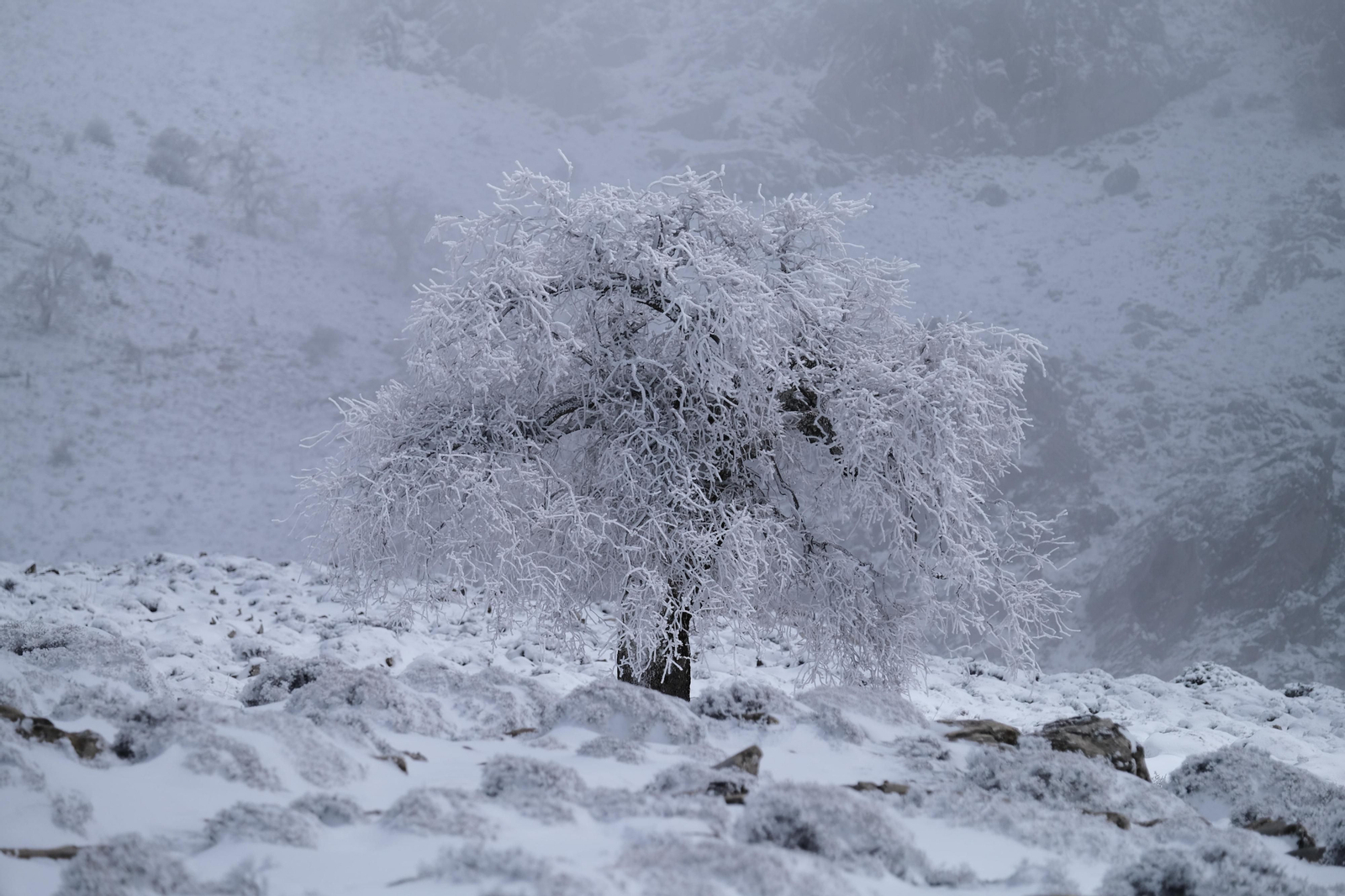 La nevada en la Sierra de las Nieves, en fotos.
