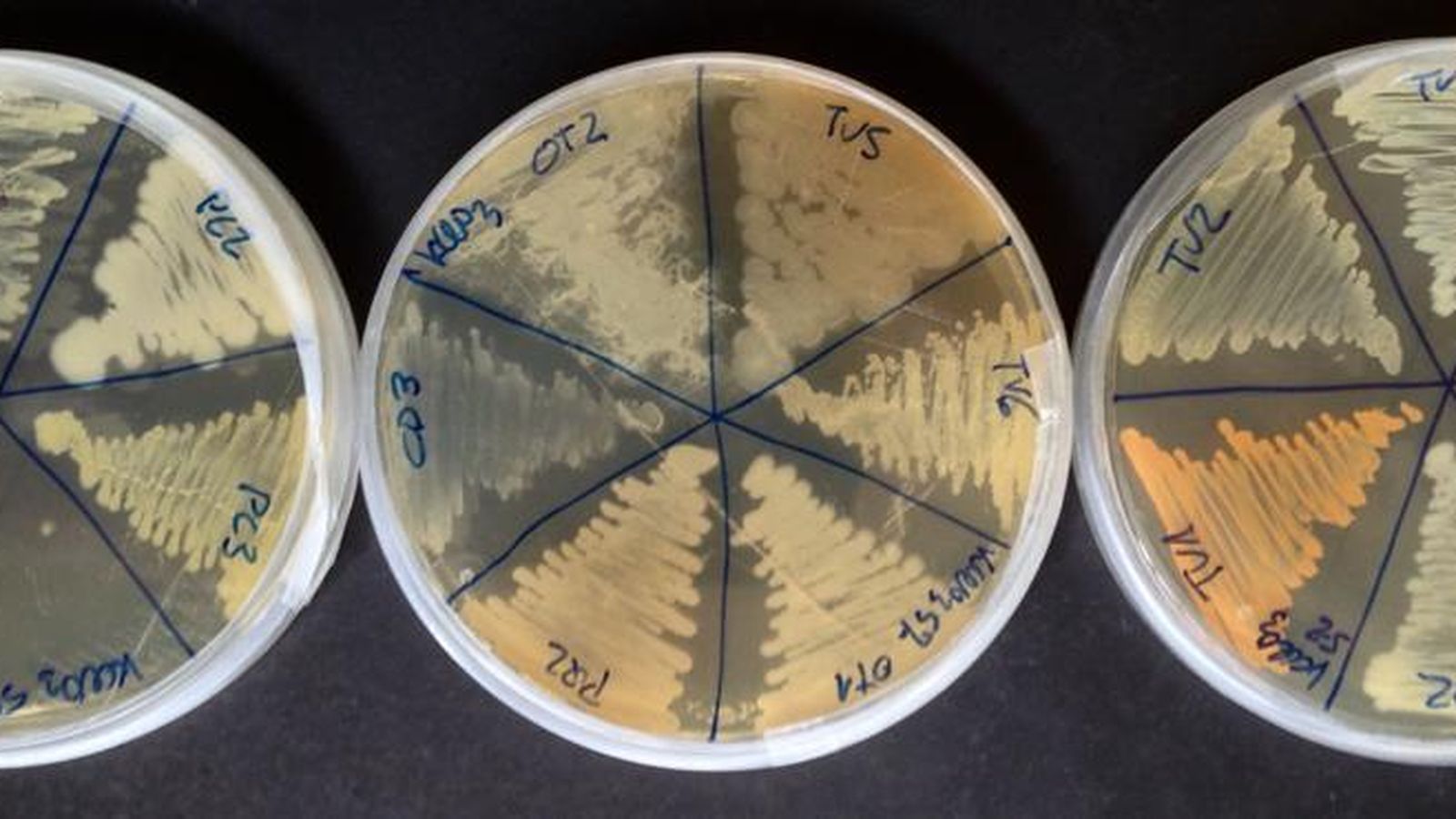 Cultivo en placas de Petri. Proyecto. `Mars revisited´ IES Zaidín Vergeles.