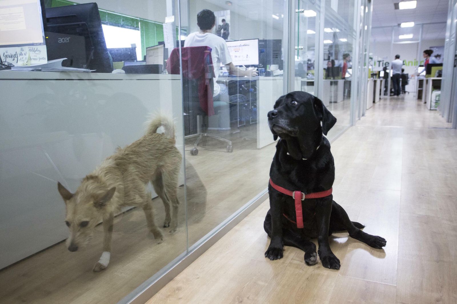 La sede central de Tiendanimal en Málaga, donde los perros de los empleados son bienvenidos.