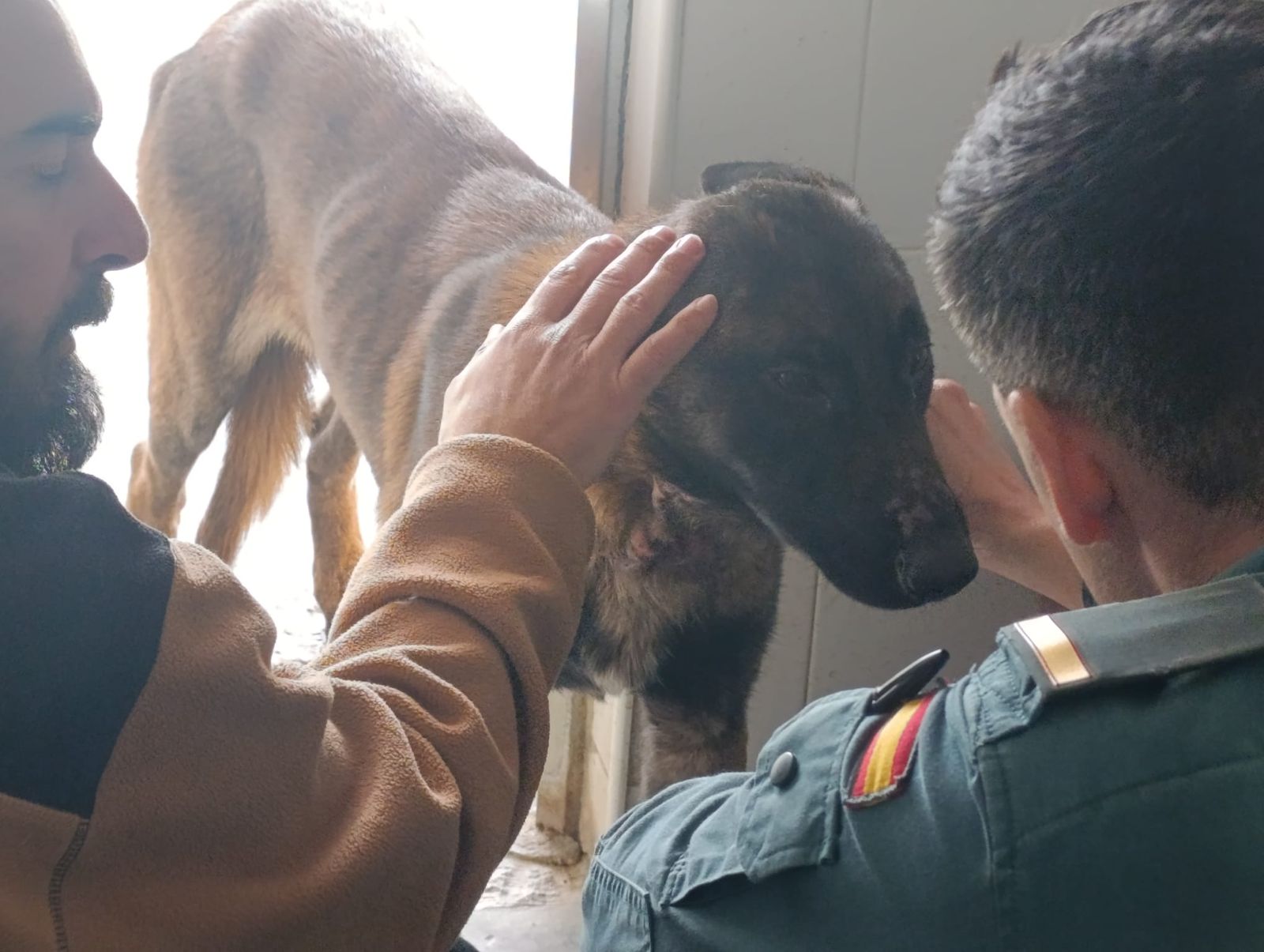 El pastor belga malinois rescatado en El Portal.
