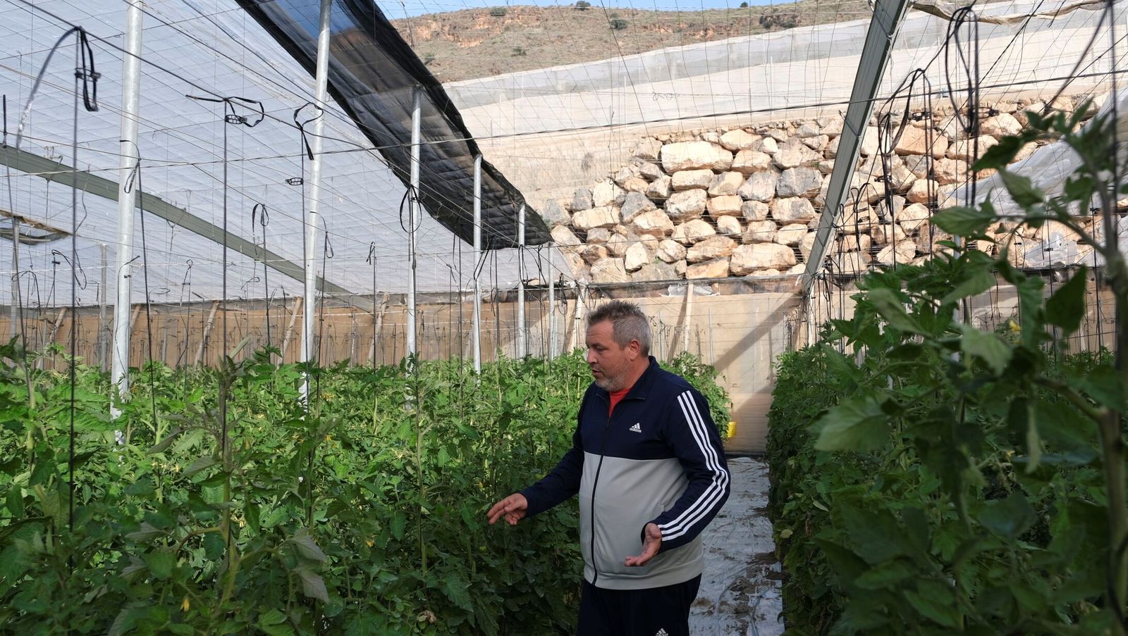 José Fernando Luque muestra sus matas de tomate, que han sufrido poco daño pese a que la banda del techo voló.