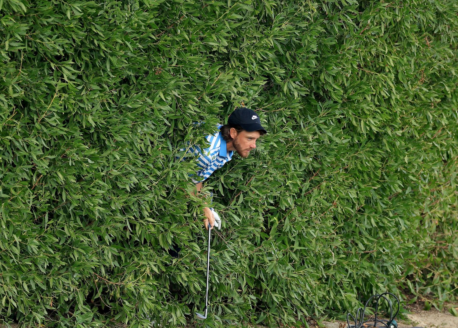 David Cannon - Golf - Tommy Fleetwood Emerges From A Hedge