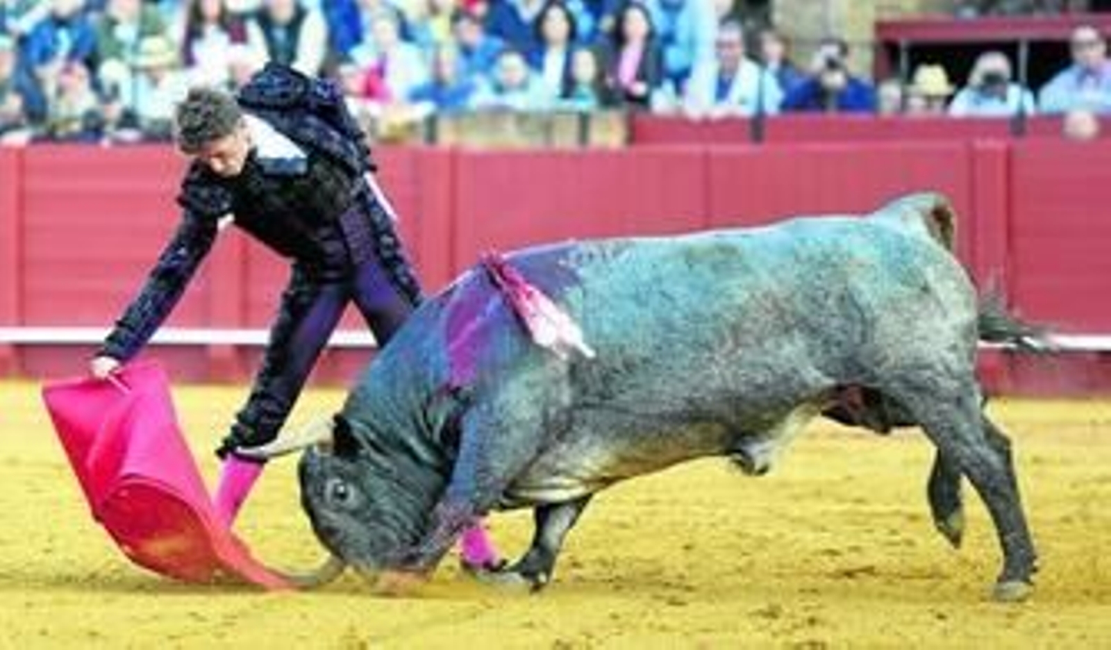 Manuel Escribano, en un derechazo al toro 'Cobradiezmos', indultado, que hacía el avión y surcos tras la muleta. Manuel Escribano, en un derechazo al toro 'Cobradiezmos', indultado, que hacía el avión y surcos tras la muleta.