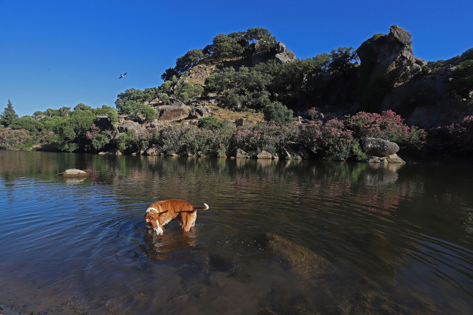 Ruta río Hozgarganta Ruta río Hozgarganta