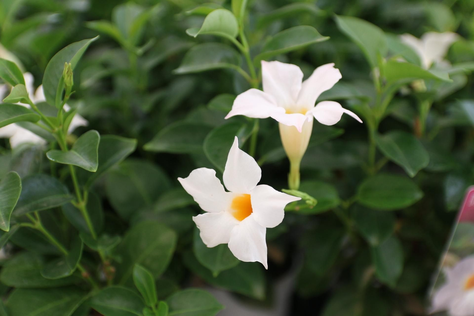 Imágenes de la venta de planta planta ornamental y flor cortada de Vícar