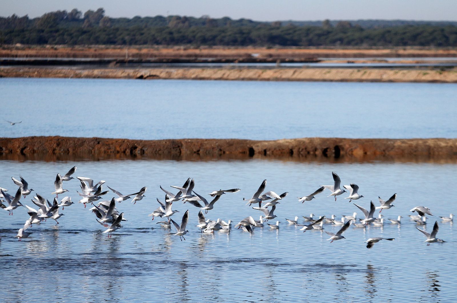 Marismas del Odiel.