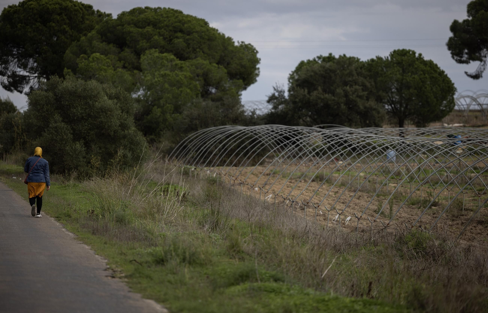 Las fotos de los cultivos en Doñana después del acuerdo sobre la regulación de regadios