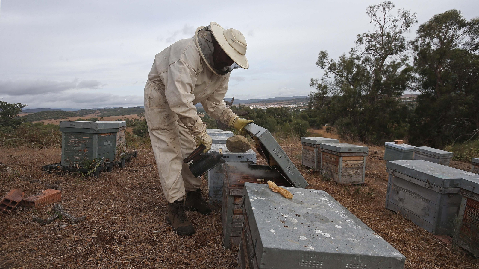 El arte de la apicultura en Los Barrios