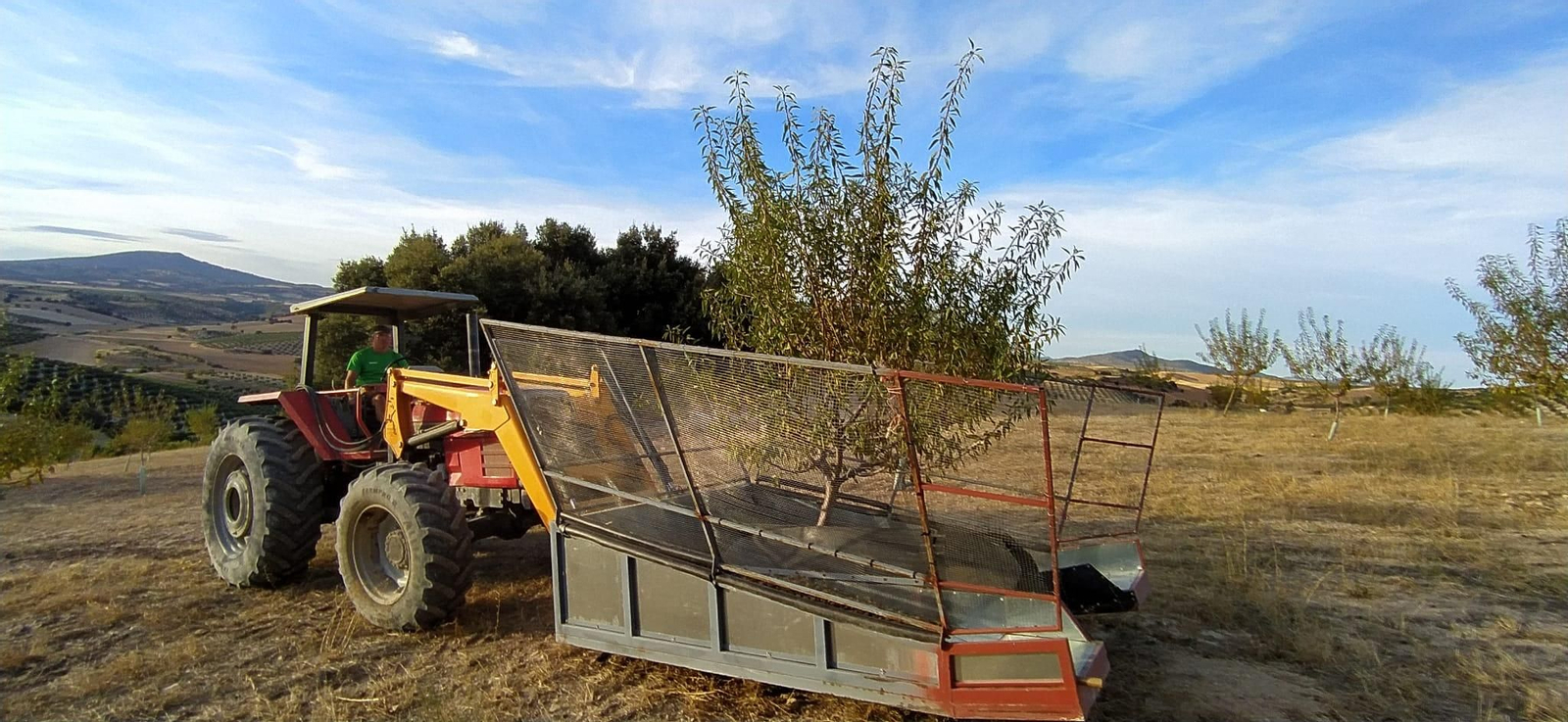 Recogida mecánica de almendras