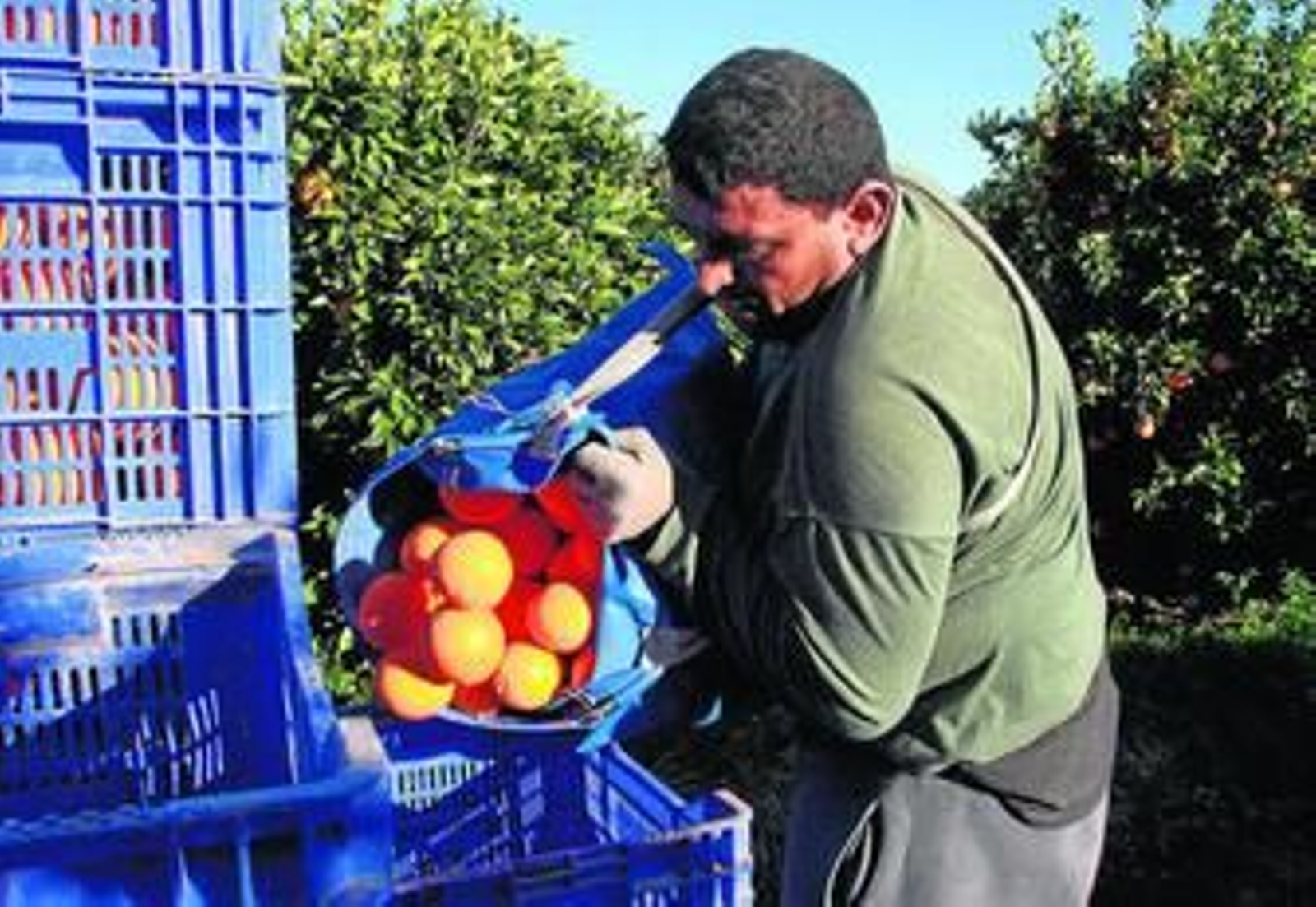 Un jornalero efectúa trabajos de recogida de naranjas en la Vega del Guadalquivir, en Sevilla.