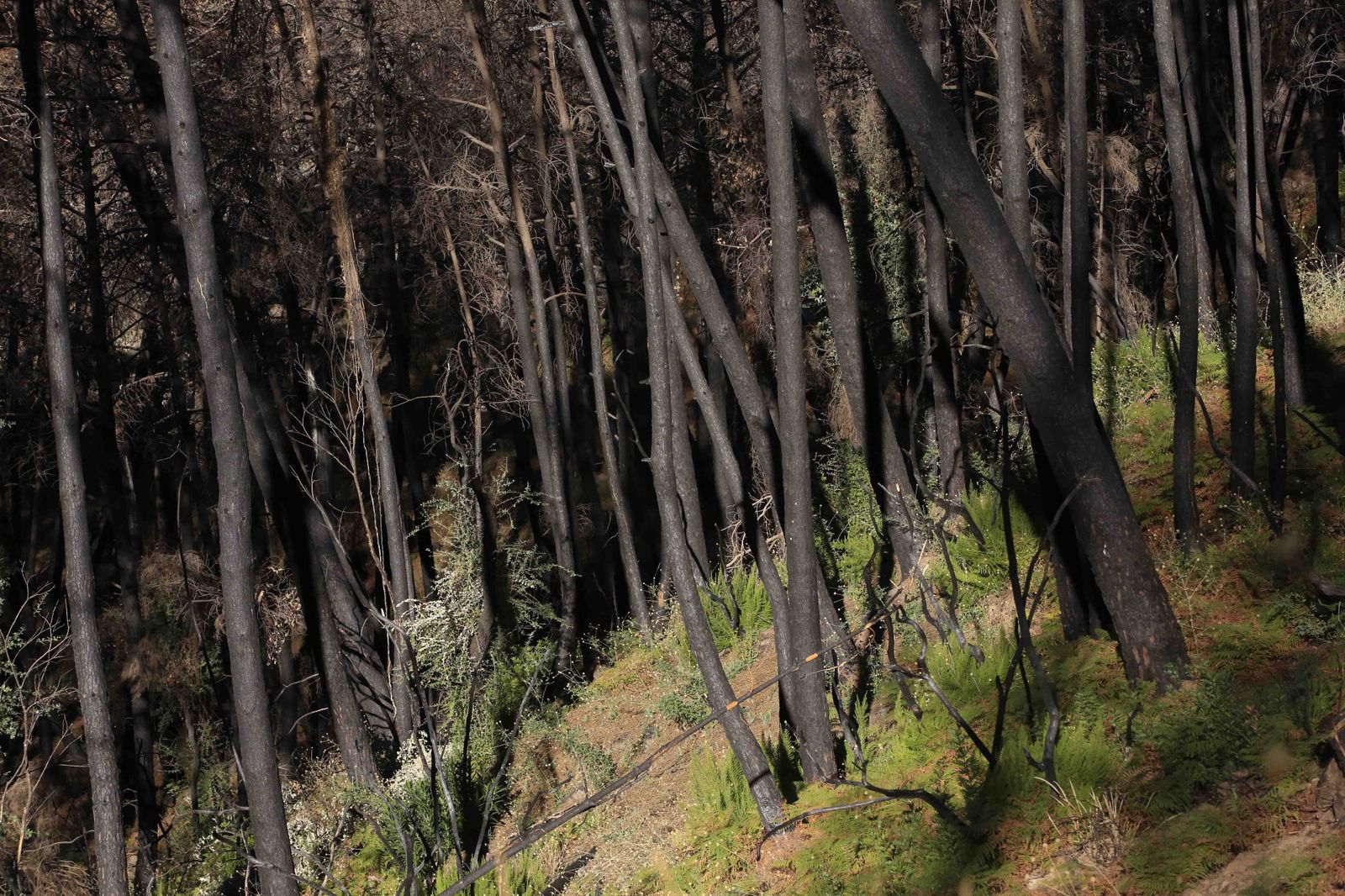 Un año del gran incendio de Sierra Bermeja, en fotos.