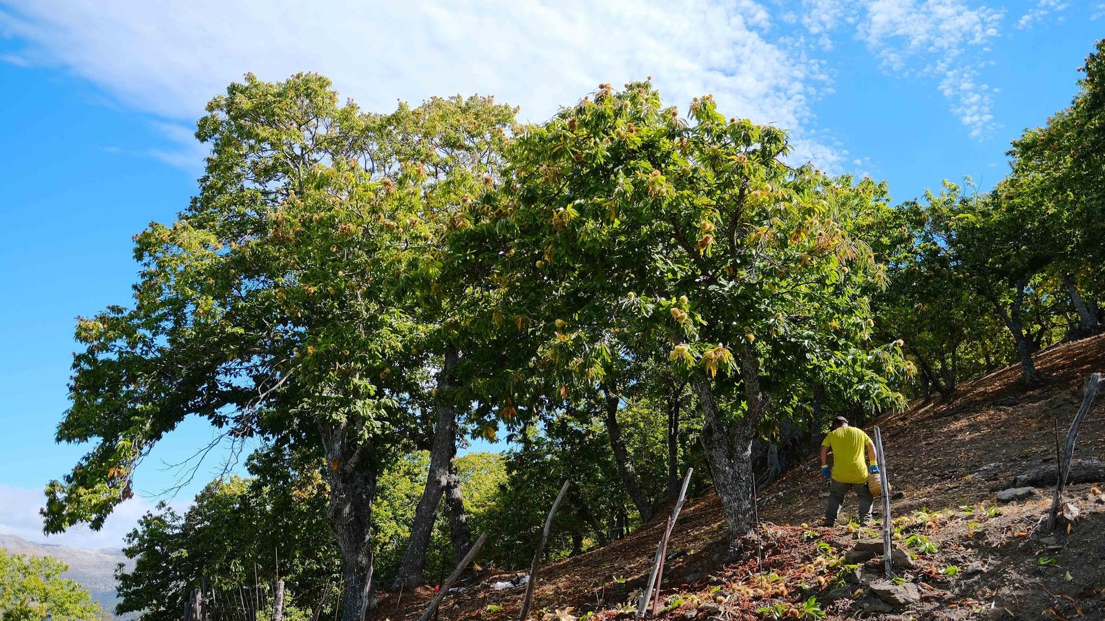 La falta de lluvias al inicio del otoño hizo perder parte de la producción
