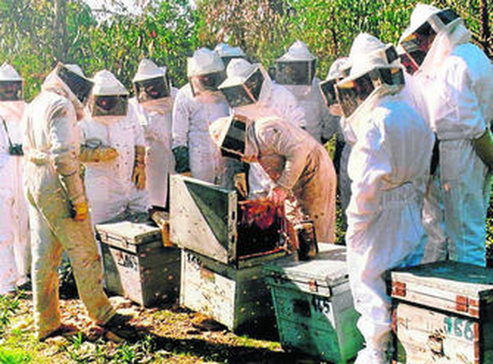 El censo de apicultores aumenta un 21% desde 2006.