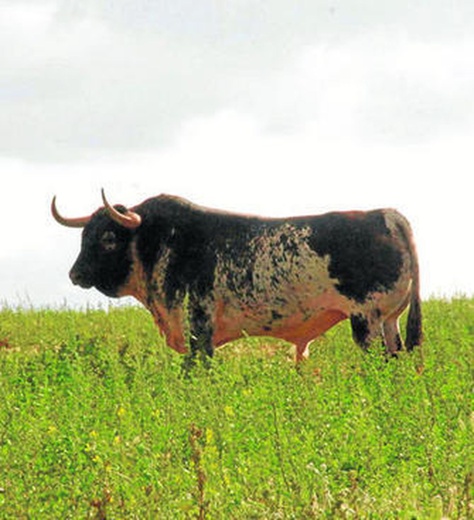 El toro dentro del campo bravo triguereño, eje de las charlas y jornadas en la Peña La Divisa.