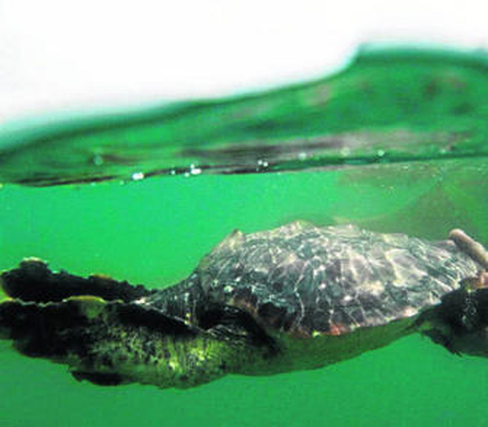 Una tortuga en el Sea Life.